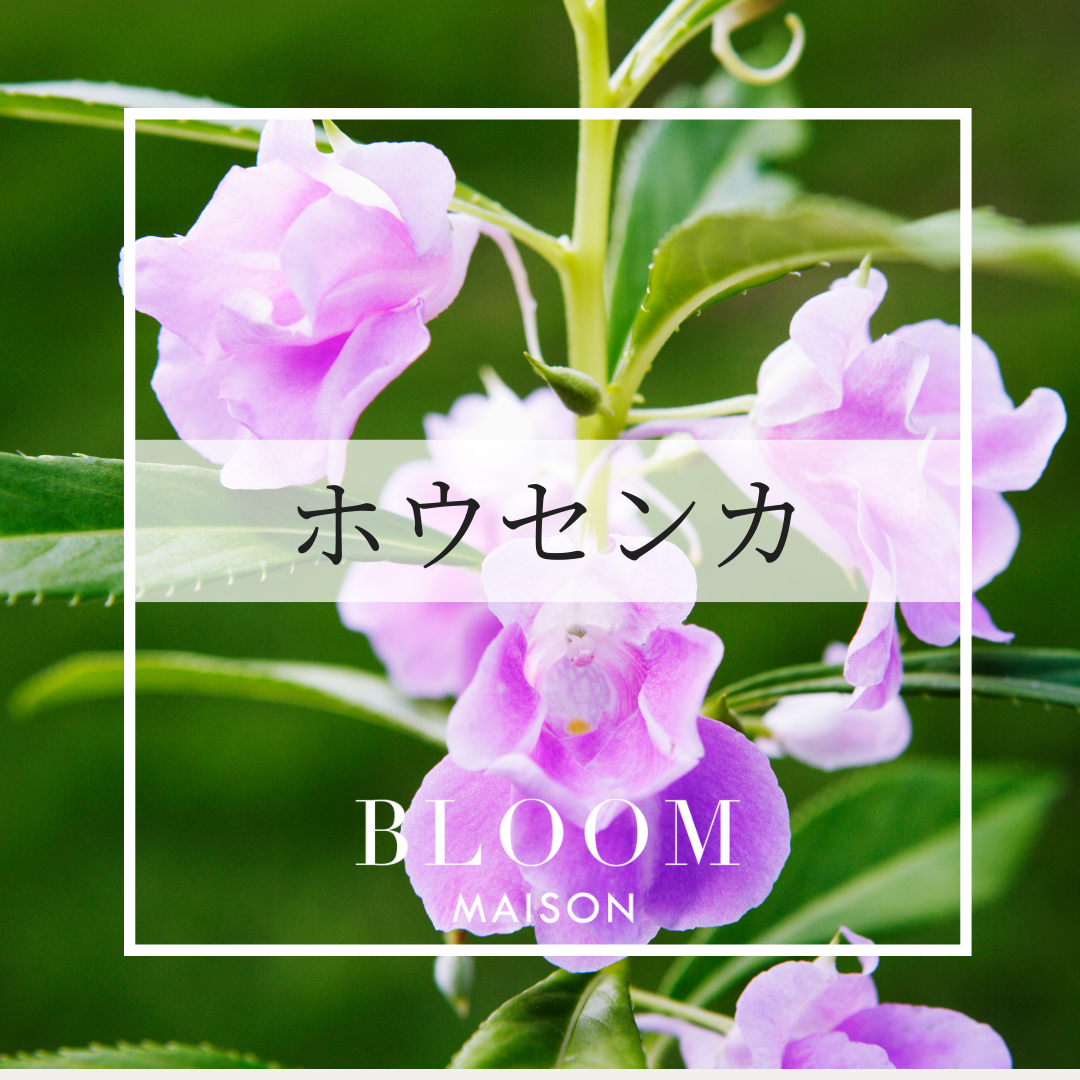 ホウセンカ 花