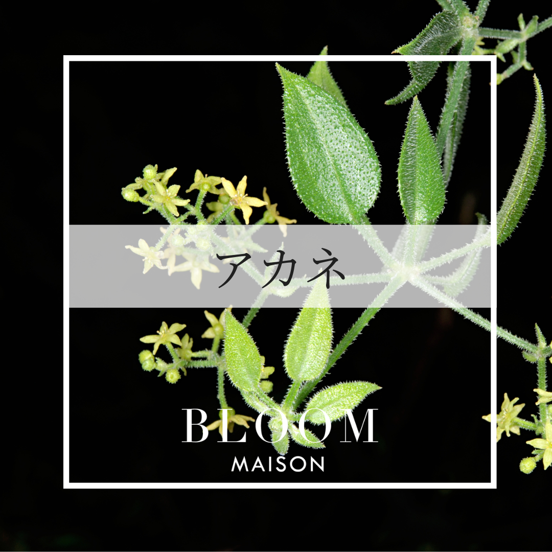 茜 花 言葉
